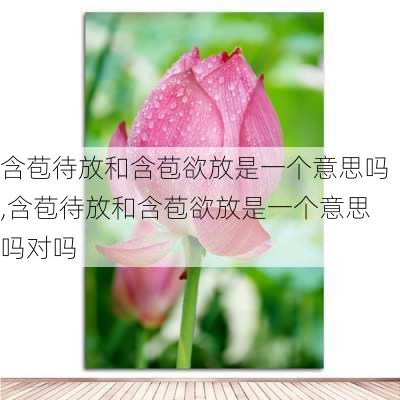 含苞待放和含苞欲放是一个意思吗,含苞待放和含苞欲放是一个意思吗对吗