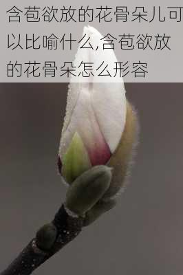 含苞欲放的花骨朵儿可以比喻什么,含苞欲放的花骨朵怎么形容