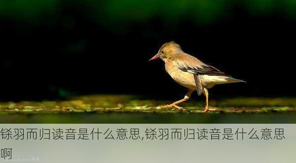 铩羽而归读音是什么意思,铩羽而归读音是什么意思啊