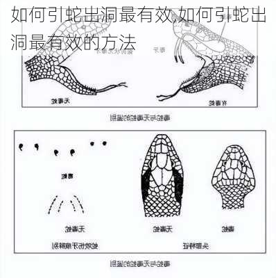 如何引蛇出洞最有效,如何引蛇出洞最有效的方法