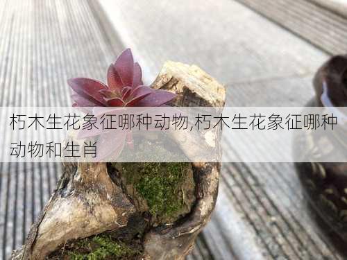 朽木生花象征哪种动物,朽木生花象征哪种动物和生肖