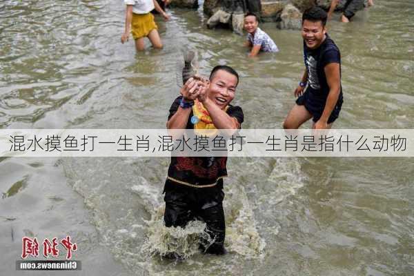 混水摸鱼打一生肖,混水摸鱼打一生肖是指什么动物