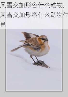 风雪交加形容什么动物,风雪交加形容什么动物生肖