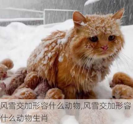 风雪交加形容什么动物,风雪交加形容什么动物生肖