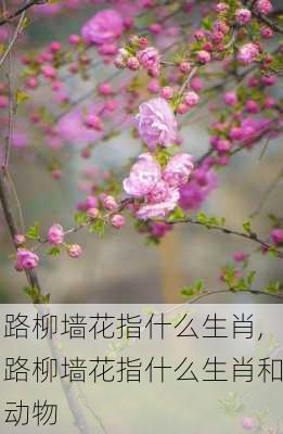 路柳墙花指什么生肖,路柳墙花指什么生肖和动物