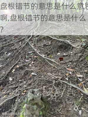 盘根错节的意思是什么意思啊,盘根错节的意思是什么?